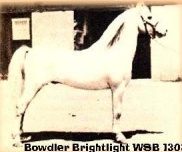 Bowdler Brightlight