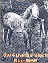Brynhir Black Star